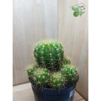 ราคา ต้นกระบองเพชร-ดาวล้อมเดือน-25 บาท (3872619584)