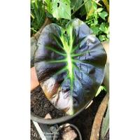 ราคา Colocasia Itim Kati(ไอติมกะทิ) (20093483713)
