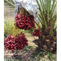 ราคา ต้นกล้าอินทผาลัมโคไนซี่ เพาะเมล็ด จากต้นแม่เนื้อเยื่อ (5541625869)