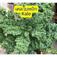 ราคา เมล็ดพันธุ์ เคลใบหยิกเขียว kale คะน้าใบหยิก 100 เมล็ด (40621890121)