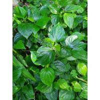 ราคา ต้นชะพลู ส่งเเบบต้นพันธุ์ติดราก พร้อมปลูก ขายเป็นชุด ชุดละ15ต้น สินค้าพร้อมส่งคะ (14169998025)