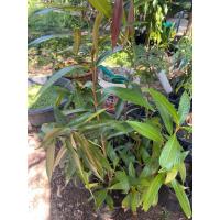 ราคา ต้นกล้าชมพู่น้ำดอกไม้ส่งฟรี (53206111001)