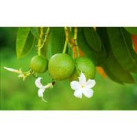 ราคา ต้นตีนเป็ดน้ำ​ Pong​ Pong​ (11275200857)