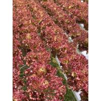 ราคา เมล็ดพันธุ์ เรดโครอล Red Coral, เรดโอ้ค Red Oak, เรดคอส Red Cos, มินิคอสแดง Red Mini Cos (22944085594)