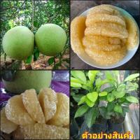 ราคา (2ต้น)(vาย ต้นพันธุ์) ต้น ส้มโอสายน้ำผึ้ง ต้นส้มโอสายน้ำผึ้ง ส้มโอ ต้นส้มโอ สายน้ำผึ้ง happy (16723129908)