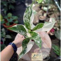 ราคา Aglaonema sp."Siam jade" อโกลนีมาหยกสยาม-ด่าง (17481651385)