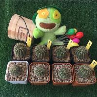 ราคา แคคตัสชำหน่อ อิชินอปซิส ขนาด 2.5-3 cm (อัพเดทวันที่ 11/2/2021) (6579297661)