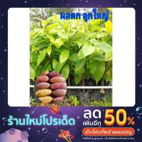 ราคา ต้นโกโก้พันธุ์ชุมพร1 (2ต้น/แพค)สูง50-60ซม. ปลูกโกโก้ติดบ้านไว้กินเอง โตเร็ว ทนแล้งให้ผลผลิตสูง (21608968761)