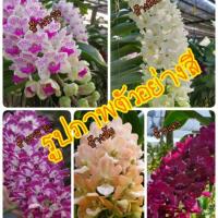 ราคา กล้วยไม้ช้างไม้นิ้ว Rhyncostylis gigantea กระ เผือก พลาย แดง ส้ม ดอกมีกลิ่นหอม (6635055750)