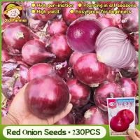 ราคา 230เมล็ด/แพ็ค เมล็ดพันธ์ุ หัวหอมแดง เมล็ดหอมแดง Red Onion Seeds เมล็ดพันธุ์ผัก คุณภาพดี ราคาถูก ของแท้100% ปลูกง่าย (54053671544)