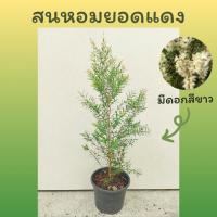 ราคา ต้นสนหอม(โปรพิเศษ2ต้น50บาท) สนหอมไล่ยุง สนหอมยอดแดง กระถาง 5 นิ้ว (26468524918)