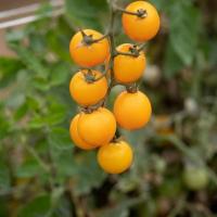 ราคา 30 เมล็ด มะเขือเทศ สายพันธุ์นอก เมล็ดผัก นิยมทานสด ปลูกได้ทุกฤดู Tomato Seeds สายพันธุ์ GOLD NUGGET (42873759815)