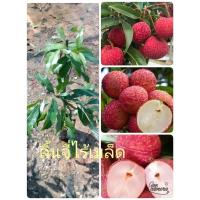 ราคา ต้นลิ้นจี่ไร้เมล็ด( เสียบยอด) ต้นพันธุ์สูง 40-60 cm (56506316320)