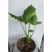 ราคา บอนหูช้างด่างเหลือง บอนหูช้างด่าง (17339540517)