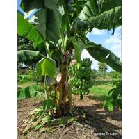 ราคา หน่อกล้วยน้ำว้าเตี้ย / กล้วยน้ำว้าพันธุ์พระราชทาน (26816031648)