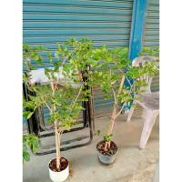 ราคา แก้วเจ้าจอม6ใบ เป็นไม้เพาะเมล็ด สูง 80-100+ซม.ไม้มงคลทรงพุ่ม (28150986187)