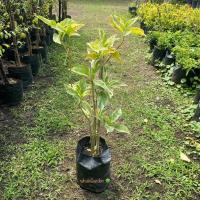 ราคา ต้นเงินทองนาก ใบเงิน ใบทอง ใบนาก (Gold leaves tree) ไม้มงคล ปลูกประดับ (รับประกัน ส่งใหม่ฟรี หากสินค้าเเสียหาย!!) (24913451819)
