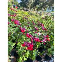 ราคา ต้นมังกรคาบแก้ว bagflower (27268140927)