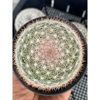 ราคา แมมแคนดิด้า Mammillaria Candida แคคตัส กระบองเพชร ต้นใหญ่กระถาง3นิ้ว (23220949829)