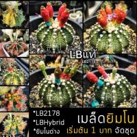 ราคา เมล็ด ยิมโน LB LB2178แท้ LBH ยิมโนด่าง สวยๆ mix (10017513582)
