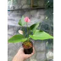 ราคา ต้นหน้าวัวแคระ มีดอกสีชมพู กระถาง 3 นิ้ว (29154716408)