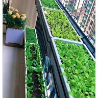 ราคา เมล็ดพันธุ์ กะหล่ำปลียักษ์ Giant Russian Cabbage Seed เมล็ดพันธุ์แท้100% นำเข้าจากต่างประเทศ ปลูกผัก สวนครัว ร (45604604356)