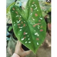 ราคา โปร 1 แถม 1⁉️ ต้นบอนสีสาวน้อยปะแป้ง (11983393704)