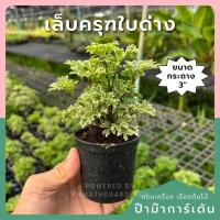 ราคา เล็บครุฑใบด่าง กระถาง 3 นิ้ว – Ming Aralia (51004188823)