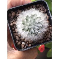 ราคา แมมขนแกะMammillaria bocasana v.multilanata (4567940260)