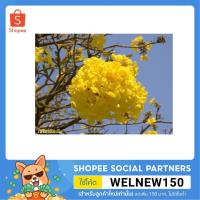 ราคา เมล็ดเหลืองอินเดียทนร้อนแล้งยิ่งแล้งยิ่งมีแต่ดอกเหลืองอร่ามเต็มต้น จำนวน 20-25 เม็ด (9954789603)