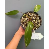 ราคา Red emerald /Strawberry Shake ใบใหม่ด่างชัด อนาคตดีมากค่ะ || 3,200 บาทรวมส่งค่ะ #PHILODENDRON #REDEMERALD #PHILODENDRON (11385845646)