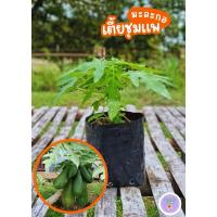 ราคา (3ต้น100บาท) มะละกอเตี้ยชุมแพ ผลดก ติดผลเร็ว ปลูกง่าย (40100870617)