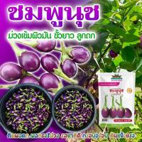 ราคา เมล็ดมะเขือเปราะ ชมพูนุช ตราตะวันต้นกล้า ขนาด10กรัม เมล็ดมะเขือไข่เต่าม่วง เมล็ดพันธุ์ผัก (28593098391)