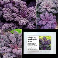 ราคา เมล็ดพันธุ์เคล เรดบอร์ เคลใบหงิกสีม่วง Redbor Kale F1 Seed 10 เมล็ด นำเข้าจาก USA ของแท้ 100% (3257347270)