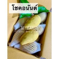 ราคา พร้อมส่งมะม่วงโชคอนันต์ ดิบเปรี้ยว สุกหวาน (9704024492)