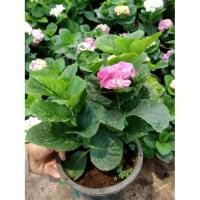 ราคา ต้นไฮเดรนเยีย จัดส่งพร้อมออกดอก (2273380963)