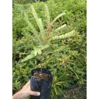 ราคา ต้นธรณีสาร เป็นไม้มงคล (8347579839)