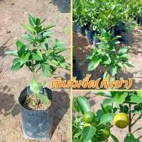 ราคา ต้นส้มจี๊ดผลดก กิ่งปักชำ ต้นแข็งแรงพร้อมปลูก (53455149203)