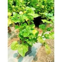 ราคา ต้น"วอเตอร์เครสฮาวาย" ผักกินใบ ปลูกง่าย (12387019925)