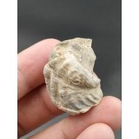ราคา ฟอสซิล หอยนางรม ดึกดำบรรพ์ ( Exogyra ) แหล่ง ฝรั่งเศษ ⛏ ช่วงอายุ : ยุคจูราสสิคและครีเทเชียส (17941909943)