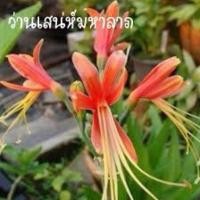 ราคา ว่านมหาลาภ ชุดละ1ต้นพร้อมใบว่านมงคล ไม้ดอก ไม้ประดับ (22475248555)
