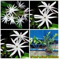 ราคา (ขาย ต้นพันธุ์) ต้น ดอก มะลิหลวง กำลังติดดอก กระถาง 8 นิ้ว ตามภาพ มะลิ เบนซ์ / fadel (4960021749)