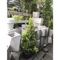 ราคา #ต้นไทรเกาหลี ขนาด 80 เซนติเมตรขึ้น จำนวน 2 ต้น (10897543751)