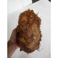 ราคา ว่านลูกไก่ทอง ขนาดกลาง ขนสีทองสร้างโชคลาภแก่ผู้ปลูก ลูกไก่ทอง ไก่ทอง ว่านลูกไก่ ไม้มงคล (17113007083)