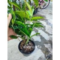 ราคา ไม้แหย่แย้หรือว่านเทวบุตร #ไม้แหย่แย้ #ไม้มงคล #ไม้หายาก (17291736485)