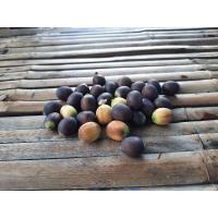 ราคา เมล็ดบัวสาย บัวกินฝัก (13801385347)