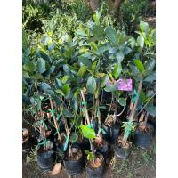 ราคา ต้นขนุนทองประเสริฐ ,ต้นขนุนเพชรชราชา,ต้นมาเลย์พร้อมปลูกขนาด80-100cm เป็นสายพันธุ์ที่ได้รับความนิยม รับประกันพันธุ์เเท้ (14296241769)