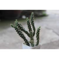ราคา นวมนักมวย Cylindropuntia fulgida (เลือกกระถางได้นะ) (6068876445)