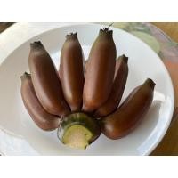 ราคา หน่อกล้วยม่วง กล้วยนาก หน่อละ 129 บาท Red banana กล้วยนาค กล้วยแดง (42659220705)