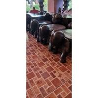 ราคา งานไม้แกะสลัก เก้าอี้ช้าง เก้าอี้อึ่ง ขนาด 8และ10 นิ้ว ราคาต่อตัว #woodcarving (9175354037)